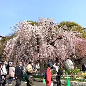 ANA777 30周年記念 搭乗証明、ステッカー、ホルダー&おまけ - メルカリ