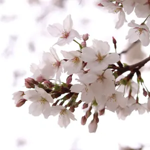 驚天動地倶楽部 ぬいぐるみキーホルダー 5周年記念コインセット 即購入