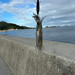 未使用品 釣房エム invictus-Ⅱ480 クエ・アラ 釣竿 - メルカリ