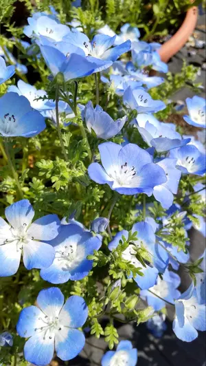 エギ バレーヒル スクイッドシーカー バラ売り不可 3号 3.5号 - メルカリ