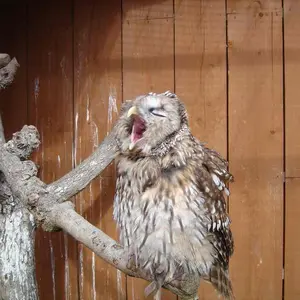 スージー・ズーSuzy Spafford 直筆サイン入り ポスター 木製フレーム スージー・ズーSuzy Spafford 直筆サイン入り ポスター 木製フレーム