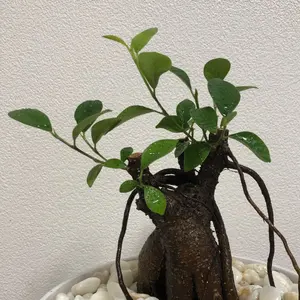 蝉 セミ 昆虫モチーフ メタル製 置物 オブジェ - メルカリ