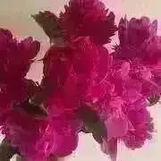 美品 フランスアンティーク サンタマン 宝石ようなガーランドが美しい