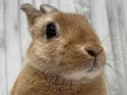 LP 悪魔くん SF特撮TV音楽全集6 山下穀雄 特大ポスター付き