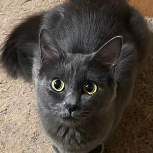 博物学の黄金時代 1820-1870 Amazon.co.jp: 博物学の黄金時代 (異貌の19世紀) : リン