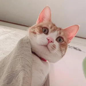 デス・レース2000年 HDニューマスター 轢殺エディション('75米) - メルカリ