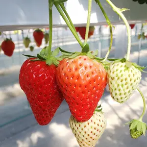 BリーグオールスターB.WHITE シークレット選手缶バッチ - メルカリ