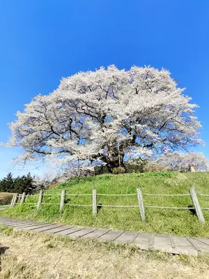 最終値下げ 新品 スキャンラン ブルー アルミ心臓血管外科 持針器？ 鋼