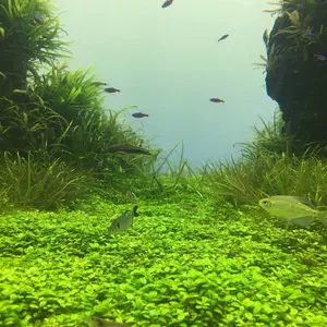 しゃち