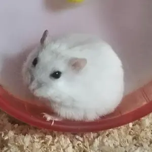 SABO 缶バッチ ONE PIECE シーファイヤフライ号の冒険！ - メルカリ