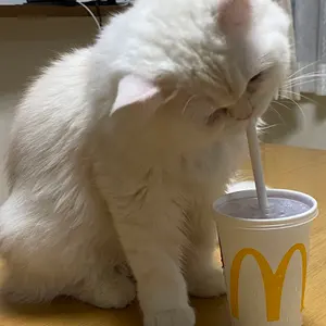 DIAPASON ピアノ 猫脚 ワインレッド マホガニー - メルカリ