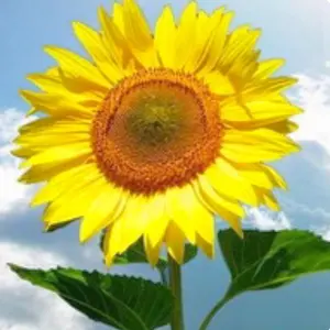 ひまわり多量sunflowers