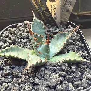 左*舷様 Agave hybrid エボリスピナ × ブラック＆ブルー 陽炎 チ