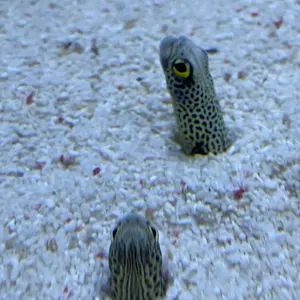 スキズ 直筆サイン入り ソロチェキ チャンビン MANIAC 6月19日