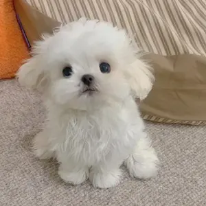 mayumi 薬膳工房(即購入OKです）