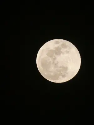 基本翌日まで発送、雨天時発送できません。