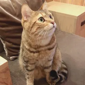 VALIEM Willing plant Lサイズ 鉢 台座付き アガベ - メルカリ