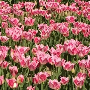 14kgf 雪景色デンドライトアゲート×ミスティックトパーズ ピアス