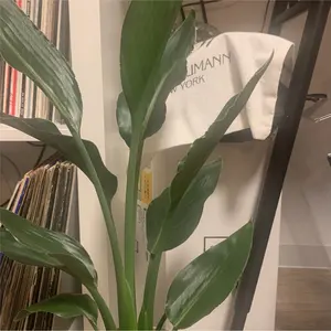 値下げ再出品 IKEA LISABO 丸テーブル ※高さ-5cm、送料込み - メルカリ