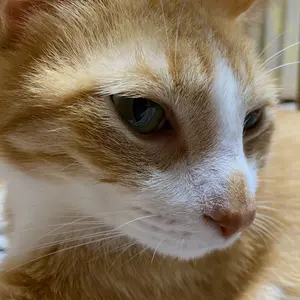 九谷焼　八幡釜　須栄義　獅子　龍玉　置物　床飾　縁起物　高さ35㎝　BK045 九谷焼 八幡釜 須栄義 獅子 龍玉 置物 床飾 縁起物 高さ35