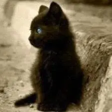 くろねこ
