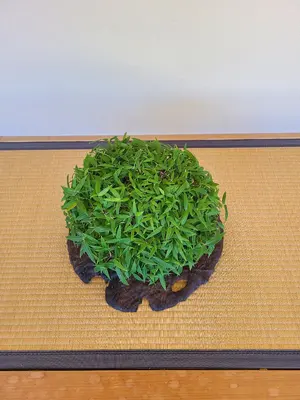 綿100％ ROCHAS ヤシ柄 ニット 長袖 40 - メルカリ