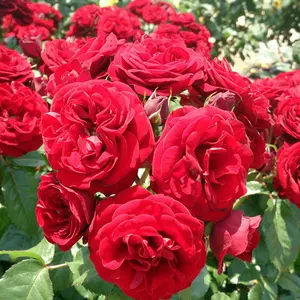 犬の10戒 ジグソーパズル 75x50cm - メルカリ