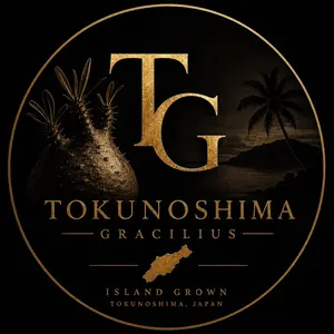 徳之島GROWN /実生グラキリス /丸型 良型 /発根済 TOKUNOSHIMA育成｜グラキリス実生｜丸型良株｜選抜株」3株セット