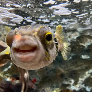 ファイアーエムブレムサイファ 8弾 セリス SR 3枚 - メルカリ