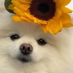 tripleS msnz ソア SeoAh 直筆サイン チェキ - メルカリ