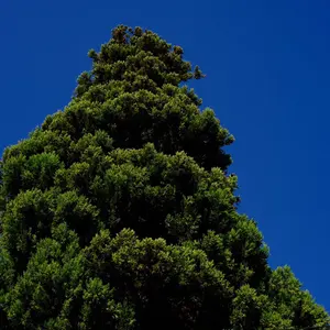 NICENESS SNAFU GRAY x OFFWHITE M ナイスネス - メルカリ