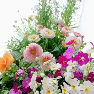 新入荷！【 カラテア ヴィーチアナ 】 希少観葉植物 - メルカリ