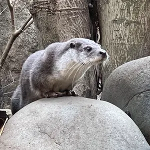 天*み様 【中古・ノック球】ニューオフィシャル　NEW OFFICIAL 130 天*み様 【中古・ノック球】ニューオフィシャル NEW OFFICIAL 130