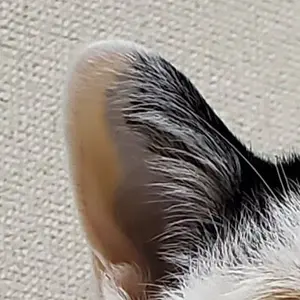 ねこねこまーち