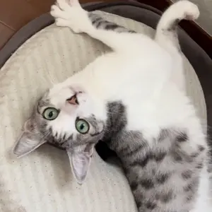 ハニの後頭部