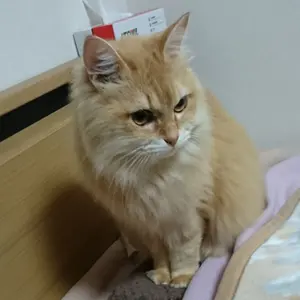 14枚セット　傭兵　FOIL　メルカディアンマスクス　ネメシス 14枚セット 傭兵 FOIL メルカディアンマスクス ネメシス - メルカリ