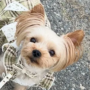 ♥️FUMI様 専用 ♥️ 犬服 ハンドメイド - メルカリ