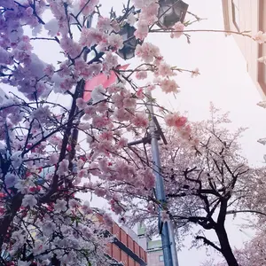 drap　アニメイト　オンリーショップ　佐倉リコ　パステルパープル　サイン　色紙 drap 佐倉リコ 色紙 オンリーショップ - メルカリ