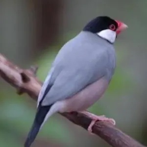 トシボー