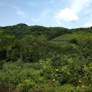 すもも がらり 傷あり 農薬不使用 10kg - メルカリ