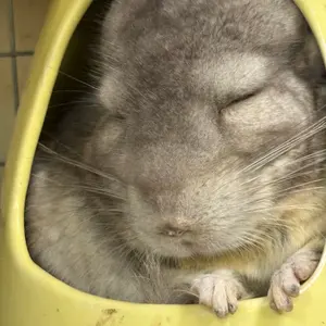 STAYC アイサ 直筆サイン入りチェキ - メルカリ