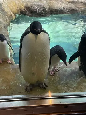 新品・完全未開封】デロンギ 本体 ＋ カフェポッド36杯分セット - メルカリ