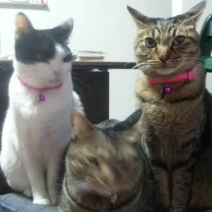 福島名物 いろはかるた 48枚 福島名物 いろはかるた 48枚 - メルカリ