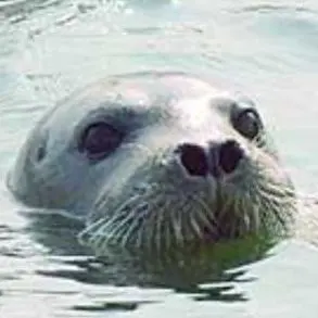 美品✨定価15万 フォクシー コットンシルク混ワンピースドレス