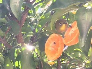 VOSSER AIR-TOW 5/6 シルバー フライリール - メルカリ