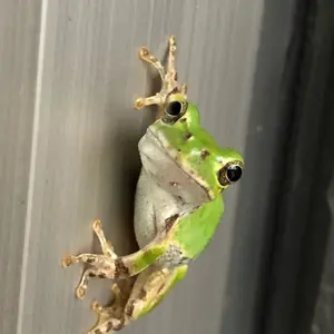 バンダイ 1984限定版ウルトラマン ビッグソフビ 自立します。 - メルカリ