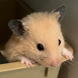 ぷ*ん様 ポケモンカード 引退品 カスミのおねがい - メルカリ