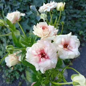 希少品種ラナンキュラスラックス ポスポロス 鉢花5号 55cm 現物発送