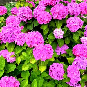 DRデヴィアスRARE Z ゴールドローション薬用ホワイトニング新品未使用