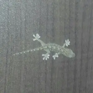 Jリーグ TOPPS 2025 綱島悠人選手サイン入り25シリ含む東京ヴェルディ